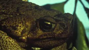 Backdrop to the movie "Frogs" #1211429