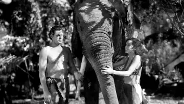 Backdrop to the movie "Tarzan and His Mate" #359437