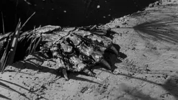 Backdrop to the movie "Creature from the Black Lagoon" #870991