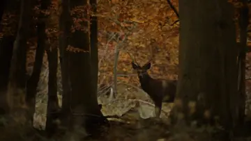 Backdrop to the movie "The Hunt" #650058