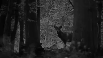 Backdrop to the movie "The Hunt" #930082