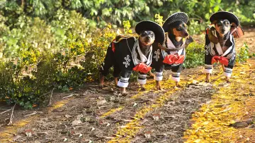 Backdrop to the movie "Beverly Hills Chihuahua 3: Viva la Fiesta!" #326031