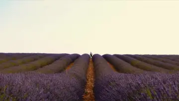 Backdrop to the movie "Valensole 1965" #872883
