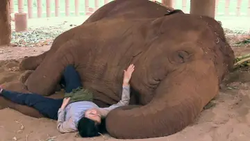 Backdrop to the movie "Elephant Mother" #1211381