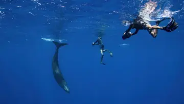 Backdrop to the movie "Patrick and the Whale" #1100205