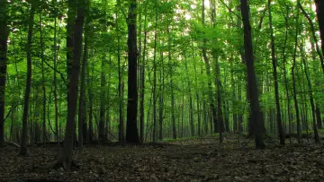 Backdrop to the movie "The Camp" #1431401