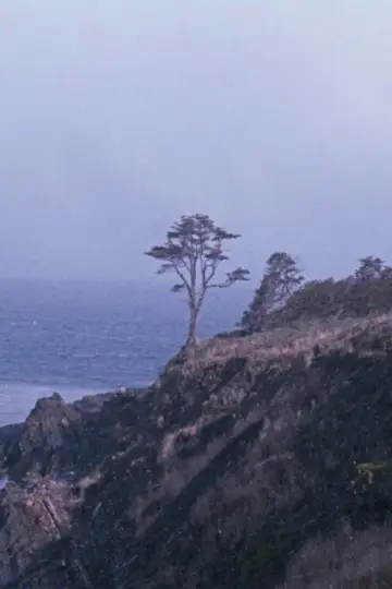 The Tree poster