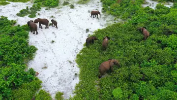 Backdrop to the movie "Rainforest First: Climate Protection in Central Africa" #1144641