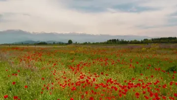 Backdrop to the movie "April" #982966