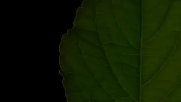 Backdrop to the movie "Salvia Divinorum: A Western Approach" #1615985