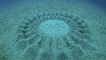 Backdrop to the movie "The Mystery of the Med Rings" #923159