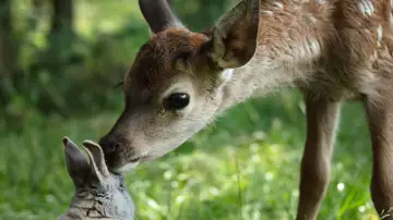 Backdrop to the movie "Bambi: A Tale of Life in the Woods" #654727