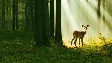 Backdrop to the movie "Bambi: A Tale of Life in the Woods" #865351