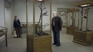 Backdrop to the movie "A Pigeon Sat on a Branch Reflecting on Existence" #994375