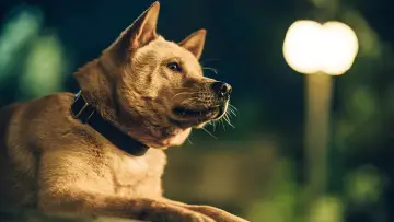 Backdrop to the movie "Hachiko" #756943