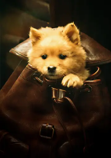 Poster to the movie "Hachiko" #756948