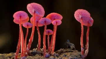 Backdrop to the movie "Fungi: The Web of Life" #356787