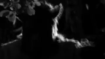 Backdrop to the movie "Goatman" #1012715
