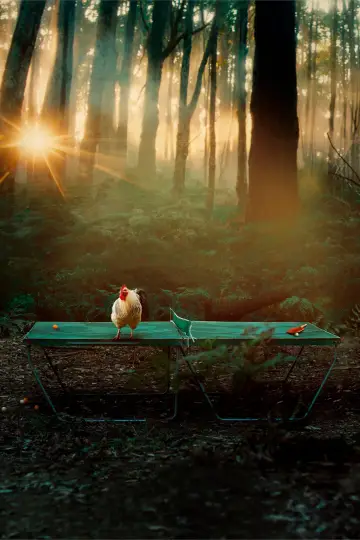 Poster to the movie "The Rooster" #978665