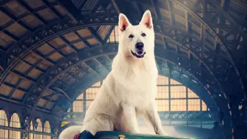 Backdrop to the movie "Lampo, the Travelling Dog" #1095403
