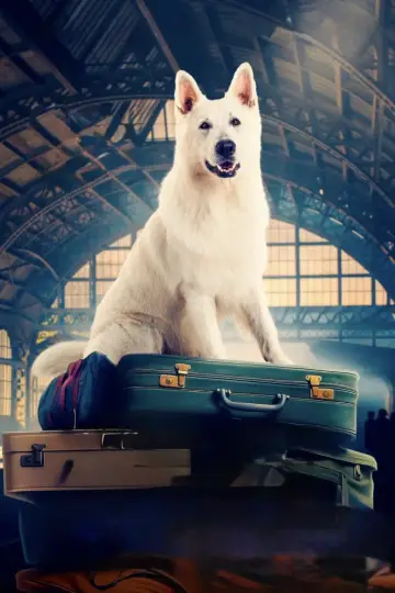 The Travelling Dog