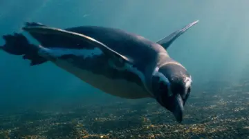 Backdrop to the movie "My Penguin Friend" #506449