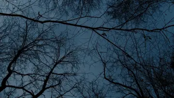 Backdrop to the movie "Limbo" #449447