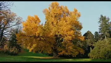 Backdrop to the movie "Silent Friend" #962629