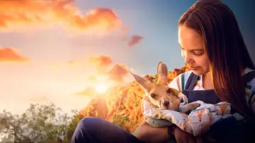 Backdrop to the movie "Kangaroo" #782708