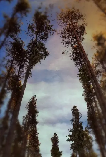 Poster to the movie "In a Violent Nature" #838418