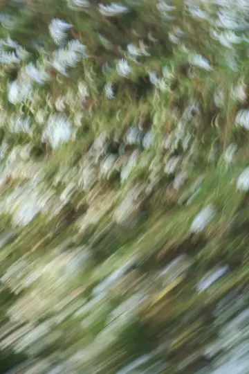 Weeds and Wildflowers poster