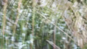 Backdrop to the movie "Weeds and Wildflowers" #984750