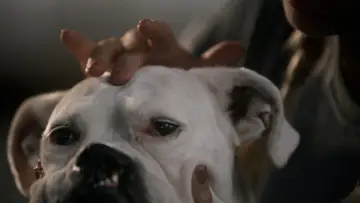 Backdrop to the movie "The School of Canine Massage" #365669