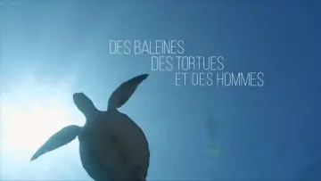 Des baleines, des tortues et des hommes poster