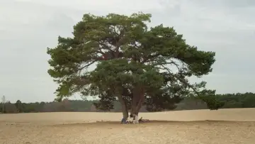 Backdrop to the movie "Waiting For Smith