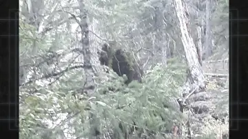 Backdrop to the movie "Bigfoot Evidence: Oregon" #984738