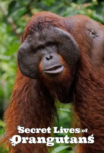 Poster to the movie "Secret Lives of Orangutans" #1173380