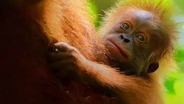 Backdrop to the movie "Secret Lives of Orangutans" #943673