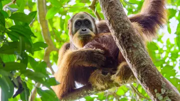 Backdrop to the movie "Secret Lives of Orangutans" #943674