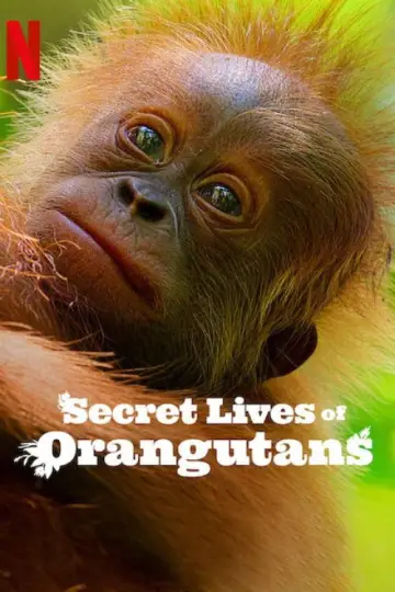 Poster to the movie "Secret Lives of Orangutans" #943691