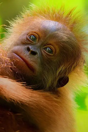 Poster to the movie "Secret Lives of Orangutans" #943692