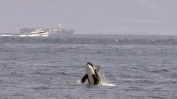 Backdrop to the movie "Watch Out for Orcas! Danger Off Gibraltar?" #1009864