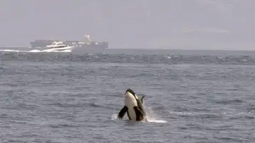 Backdrop to the movie "Watch Out for Orcas! Danger Off Gibraltar?" #351135