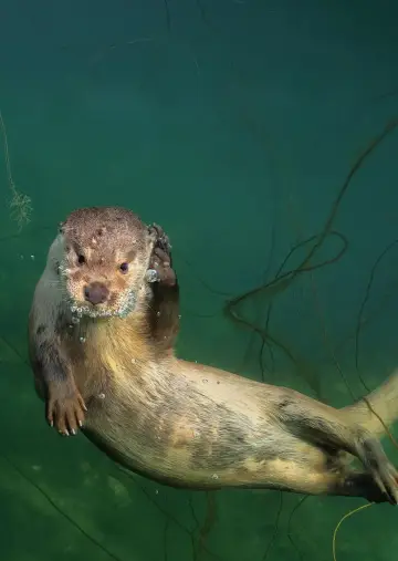 Poster to the movie "Billy & Molly: An Otter Love Story" #1015084