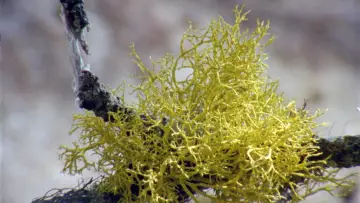 Backdrop to the movie "Lichens Are The Way" #1015909