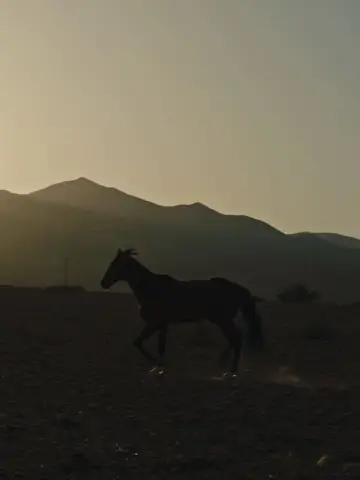 Poster to the movie "Why Did You Leave the Horse Alone?" #465322