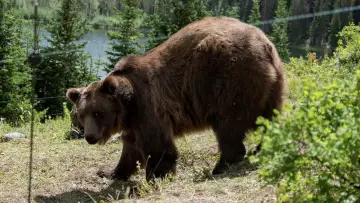 Backdrop to the movie "Grizzly Night" #516494
