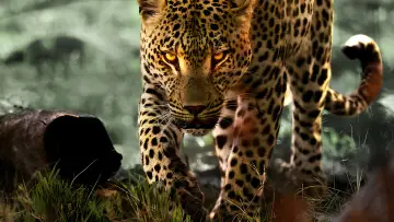 Backdrop to the movie "Living with Leopards" #1095327
