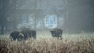 Backdrop to the movie "Forest" #1096569