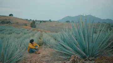 Backdrop to the movie "Agaves" #477744